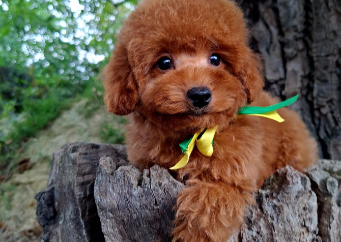 Toy poodle red brown Kore mini yavrularımız